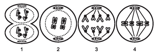 Biology EOC Practice Questions (Practice Mode) - Quiz